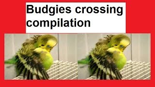 Australian parrots crossing compilation  budgies pair crossing [upl. by Euqirrne]