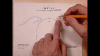 How to draw a copepod [upl. by Shaylyn]