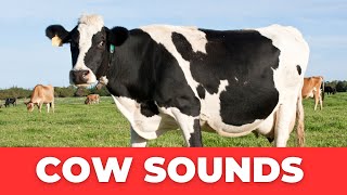 Amazing Cow Sounds Real Mooing and Lowing [upl. by Ardek]