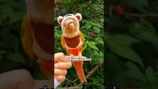 A very insecure little parrot shortvideo rescue cute cuteanimals animals [upl. by Nikaniki]