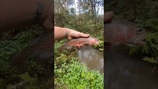 DANDENONG RANGES  Rainbow Trout 🎣 🇦🇺 rainbowtrout trout fishingaustralia creekfishing [upl. by Thissa]