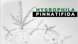 How to Aquascape with Hygprophila Pinnatifida This ones for you Sergio S☯︎ [upl. by Wells]