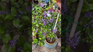 Plectranthus Mona Lavender [upl. by Earley871]