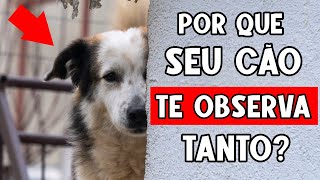 Por que seu cachorro NÃO TIRA OS OLHOS DE VOCÊ 👀 9 Motivos [upl. by Natehc244]