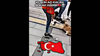 Türk🇹🇷 Kedisi Manyak Gibi Saldırdı d😅💀 japan india uk türkiye usa [upl. by Kayley]