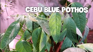 CEBU BLUE EPIPREMNUM PINNATUM  Care And Propagation With Updates houseplants cebublue pothos [upl. by Walden]