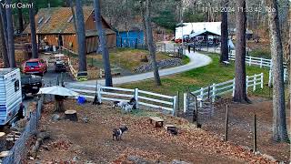 Goldys Yard 1133am GW Lisa and Bob go down to Gtent area near Bunny areaGoaties paddock 11122024 [upl. by Corbie]