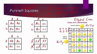 Road to Success MCAT Test Prep Biology Genetics and Evolution [upl. by Astto724]