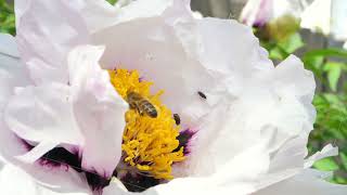 The bee pollinates the buzzing wildflowers [upl. by Edson]