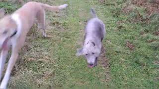 Bushing rabbits on the coal tips with the Bedlington Whippets and Collie greyhound [upl. by Cochard]