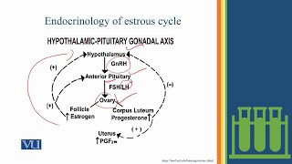 Stages in Estrous Cycle Studies on the Effects  Physiology Practical  ZOO519PLecture08 [upl. by Ahseniuq]