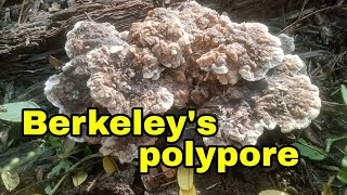 Berkeleys polypore fungi [upl. by Casar]