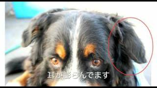 耳血腫 Ear hematoma BERNESE MOUNTAIN DOG Tetsu [upl. by Olen]