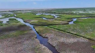 GLOBALink  Discover migratory birds protection at Shanghais 1st World Natural Heritage site [upl. by Shoshanna184]