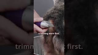 What grooming routine do you use  Dandie Dinmont Terrier Masterclass [upl. by Hirz316]