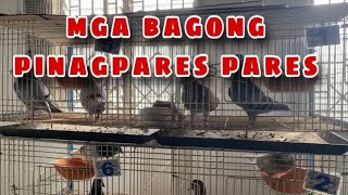 MGA BAGONG PINAGPARES PARES Reggie Cruz Loft amp Aviary reggiecruzloftandaviary reggiecruzloft [upl. by Akino]