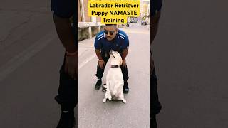 Labrador Retriever Puppy NAMASTE Training session 26 shorts [upl. by Marijn949]