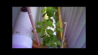 Time Lapse Hydroponic Tulsi Holy Basil Indoor Grow [upl. by Notyalc]