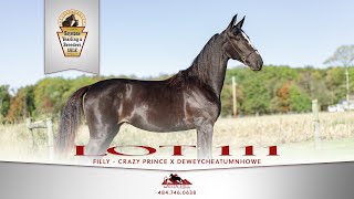 Lot 111 Crazy Prince x Deweycheatumnhowe  filly [upl. by Tiny]