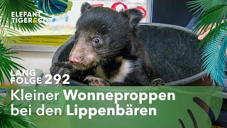 Nachwuchs der Lippenbären muss auf die Waage Langfolge 292  Elefant Tiger amp Co  ARD [upl. by Fasano]