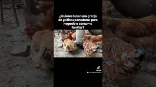 ¿QUIERES TENER UNA GRANJA de gallinas ponedoras de huevo orgánico Nosotros la construimos para ti… [upl. by Onida]