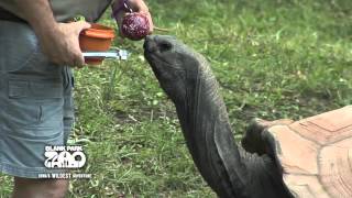 Aldabra Tortoise Training [upl. by Dranoc]