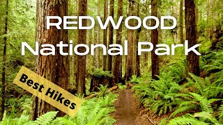 Redwood National Park  The 13 Best Hikes [upl. by Accem]