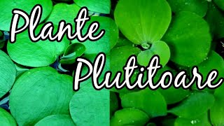 Despre plante de suprafata  plante plutitoare  Limnobium Laevigatum si Pistia Stratiotes [upl. by Dlorag]