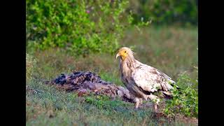 Egyptian vulture at Talchhapar Rajasthan [upl. by Akiemehs294]