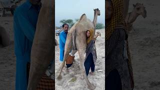 Camels milk traditional villagelife food camels video [upl. by Sirromad]