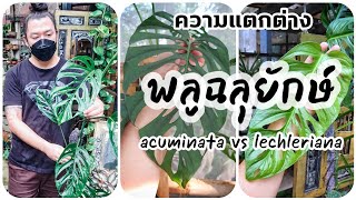 พลูฉลุยักษ์ acuminata VS lechleriana [upl. by Aneleairam]