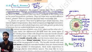 Part 13 C4 Pathway hatch and slack pathway Class 11th Biology NCERT Line by line explanation [upl. by Glavin893]