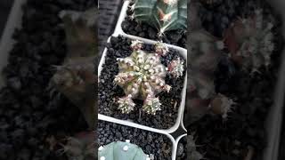 gymnocalycium variegated cactus cactuslover garden plantlover plants plantita [upl. by Kisung506]