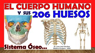 🥇 206 HUESOS del Cuerpo Humano en 24 Minutos  Mnemotecnias Fácil y Sencillo [upl. by Louls714]