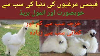 White Silkies of my setup chicken poultry animalhusbandry birds farming poultryfarming [upl. by Nroht]