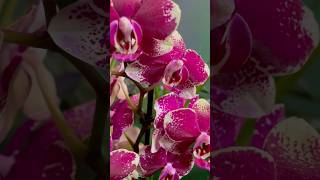 Phalaenopsis Anthura Rombley flower timelapse shop here httpslove8plants8harmony8etsycom [upl. by Chrisse11]