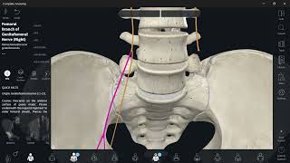 Lumbosacral plexus 4 Genitofemoral nerve شرح [upl. by Qahsi]