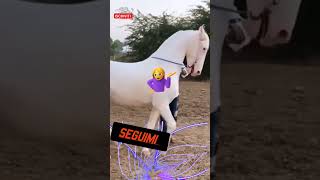 L  AKAL TECHE 🐴🐎🐴 shortvideo cavallo cavalli akalteche animali animale [upl. by Morse235]