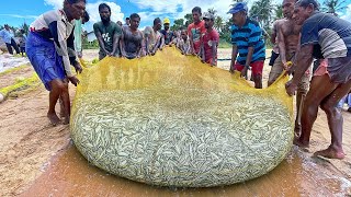 Unbelievable 1000KG Fish Catch in Seine Net  Incredible Fishing [upl. by Derril30]