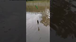 Fishing at Ribhoi  Meghalaya [upl. by Acnayb]