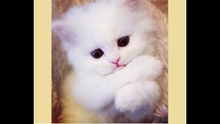 Cute Kittens videos  Funny And Cute KITTEN Compilation 2018 [upl. by Annaili]