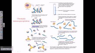 Chromatin immunoprecipitation [upl. by Aldin777]