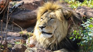 Experience the amazing Big Five in Welgevonden Game Reserve [upl. by Judas]