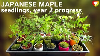 Japanese maple seedlings year 2 progress [upl. by Ailahs]