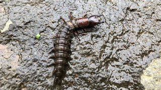 i found a dobsonfly larva and took it river bug [upl. by Okimuy726]