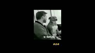 Dog slaps a man 😂 epic meme video trending [upl. by Derfliw]