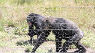 Ol Pejeta Conservancy SweetWaters Chimpanzee Sanctuary February 2020 [upl. by Ggerk317]