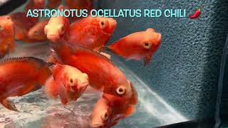 Astronotus ocellatus RED CHILI 🌶️ [upl. by Vincentia]