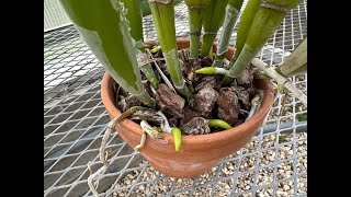 Cattleya Repot Updates [upl. by Siegel150]