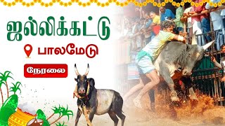 🔴LIVE பாலமேடு ஜல்லிக்கட்டு 2024  Palamedu Jallikattu 2024  Pongal Special  Vendhar TV [upl. by Yeslek]